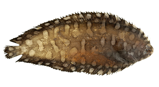 Soleichthys maculosus