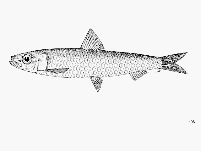 Spratelloides robustus