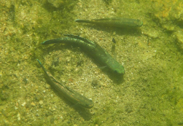 Stiphodon imperiorientis