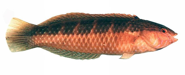 Suezichthys cyanolaemus