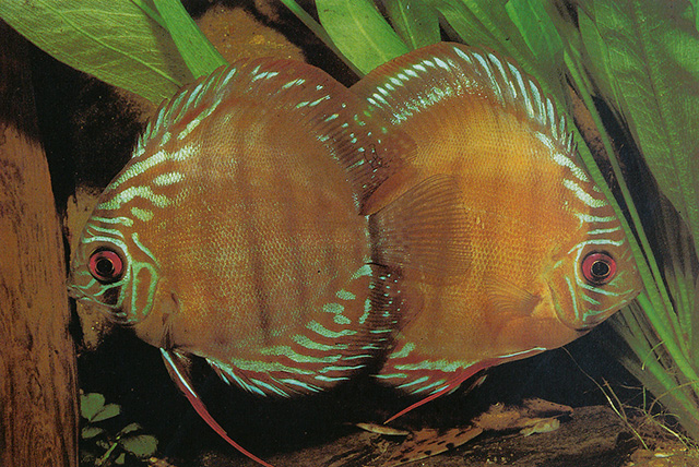 Symphysodon aequifasciatus
