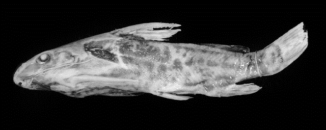Synodontis afrofischeri