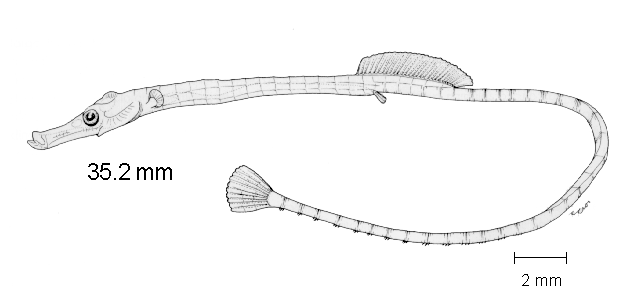 Syngnathus auliscus