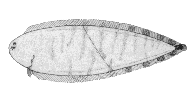 Symphurus diomedeanus