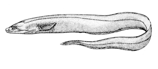 Synaphobranchus kaupii