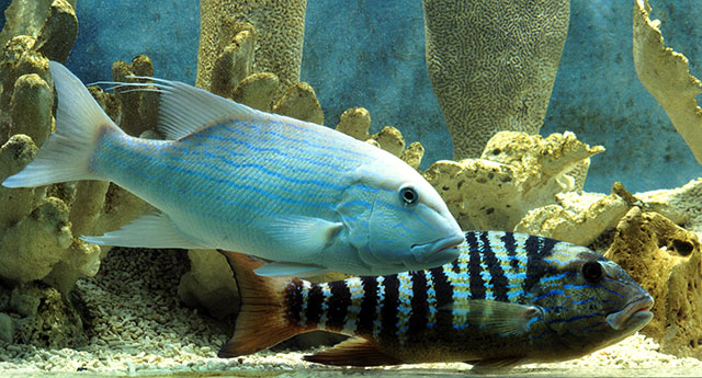 Symphorus nematophorus