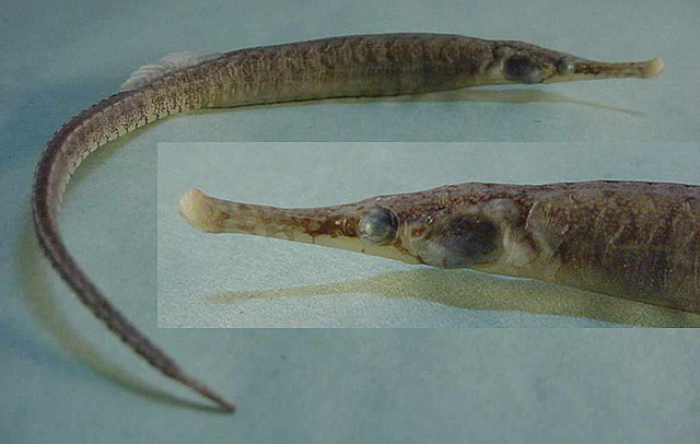 Syngnathus pelagicus