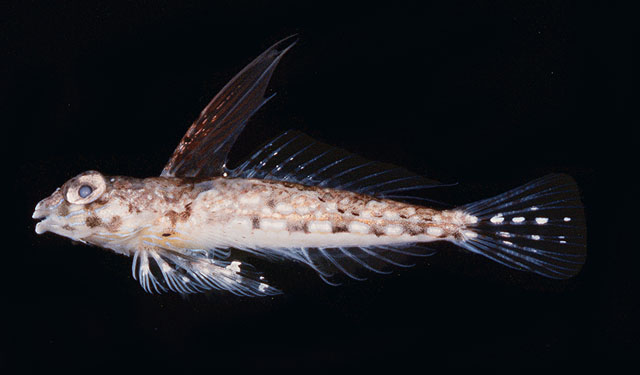 Synchiropus randalli