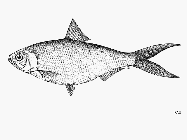 How To Draw Shark Fish  United Fish