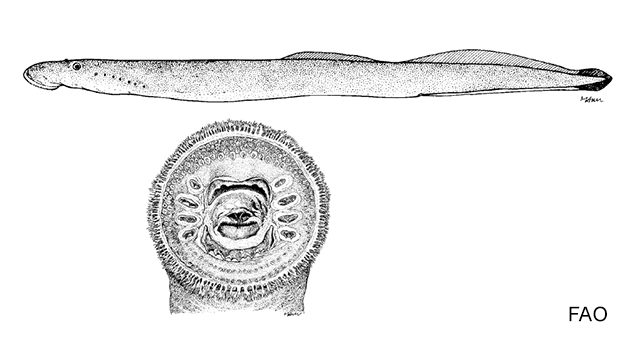 Tetrapleurodon spadiceus