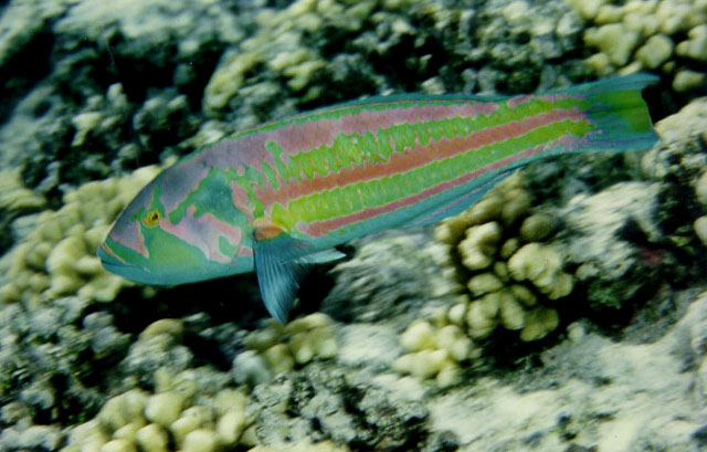 Thalassoma purpureum