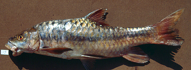 Tor laterivittatus