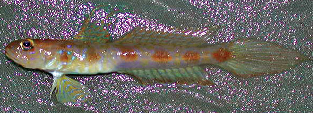 Tomiyamichthys reticulatus