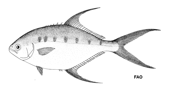 Trachinotus coppingeri