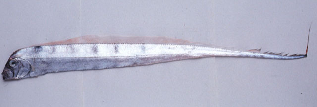 Trachipterus ishikawae