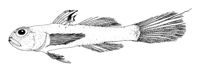 Tryssogobius porosus