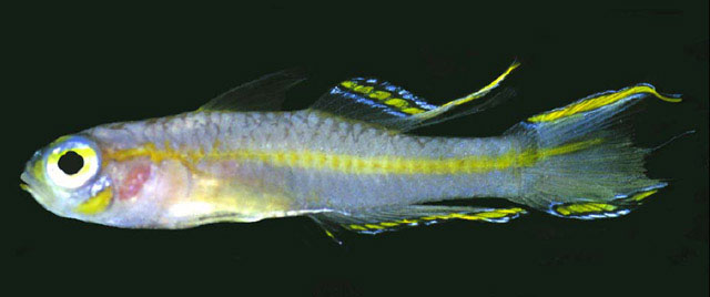 Tryssogobius quinquespinus