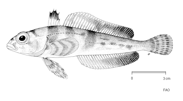 Trematomus scotti