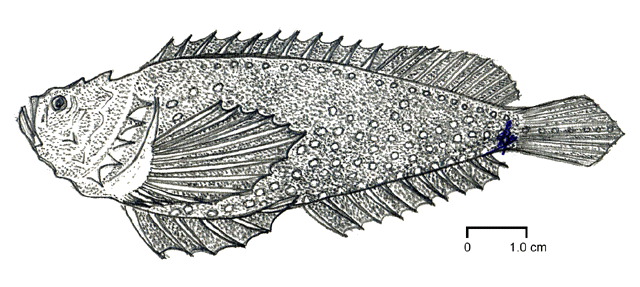 Trachicephalus uranoscopus