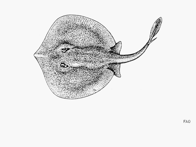 Urotrygon reticulata