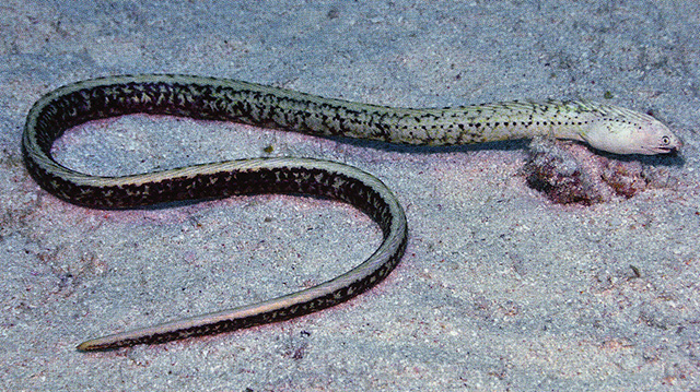 Image of Xestochilus nebulosus (Nebulous snake eel)