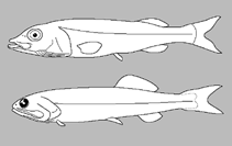 Alepocephalidae