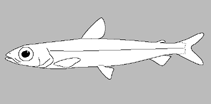 Image of Glossanodon australis (Southern herring smelt)
