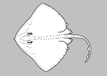 Arhynchobatidae