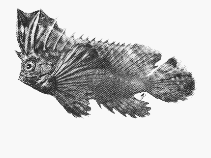 Image of Ablabys binotatus (Redskinfish)