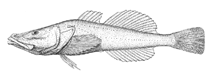 Image of Abyssocottus gibbosus (Hump-back [White] sculpin)