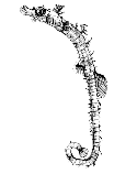 Image of Amphelikturus dendriticus (Pipehorse)