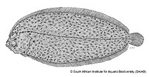 Image of Achiropsetta tricholepis (Prickly flounder)
