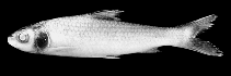 Image of Albulichthys albuloides 