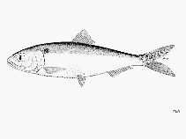 Image of Alosa braschnikowi (Caspian marine shad)