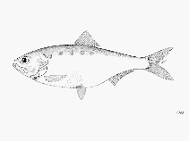 Image of Alosa caspia (Caspian shad)