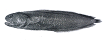 Image of Alionematichthys piger (Whiskered viviparous brotula)