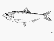 Image of Alosa saposchnikowii (Saposhnikovi shad)