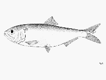 Image of Alosa sphaerocephala (Agrakhan shad)