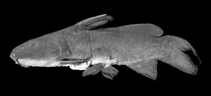 Image of Ancharius griseus 