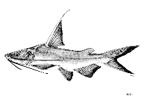 Image of Nemapteryx armiger (Threadfin catfish)