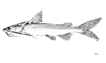 Image of Hexanematichthys mastersi (Master\