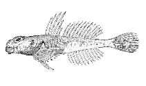 Image of Artediellus pacificus (Hookhorn sculpin)