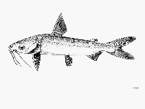 Image of Plicofollis polystaphylodon (Mozambique sea catfish)