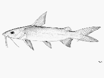 Image of Arius sumatranus (Goat catfish)
