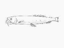 Image of Astronesthes boulengeri (Boulenger\