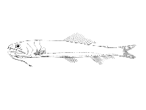 Image of Astronesthes gemmifer 
