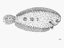 Image of Aseraggodes herrei (Herre\