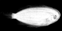 Image of Aseraggodes longipinnis (Longfinned sole)