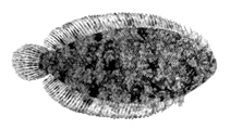 Image of Aseraggodes satapoomini (Andaman sole)