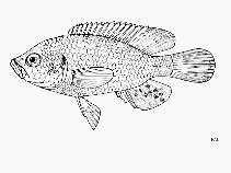 Image of Astatoreochromis straeleni (Bluelip haplo)